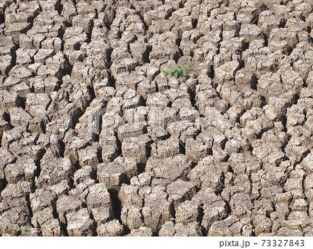 Barren ground horizontal 73327843