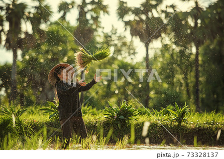 ThailanThailand farmers rice planting and  grow rice in the rainy seasond farmers rice planting and  grow rice in the rainy season 73328137