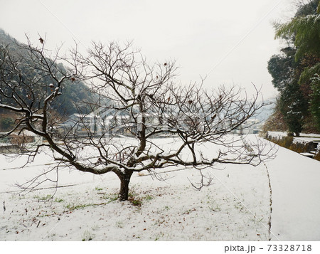 雪の田舎景色、散歩道 雪の田舎景色、散歩道 73328718