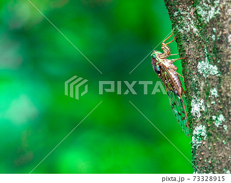 六甲山のヒグラシ（♀） 73328915