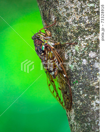 六甲山のヒグラシ（♀） 73328916