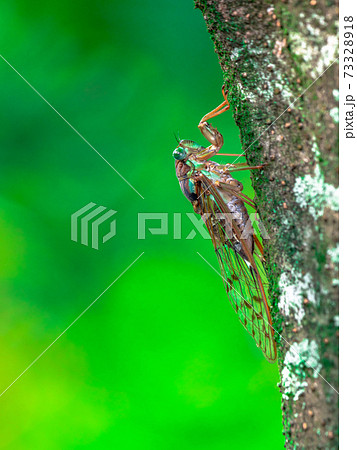 六甲山のヒグラシ（♀） 73328918