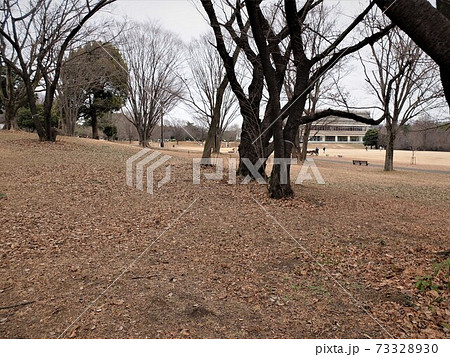 和光樹林公園の冬 和光樹林公園の冬 73328930