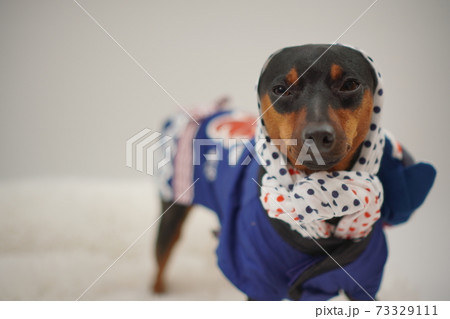 ミニチュアピンシャー 新年 祭りはっぴ和装　写真191 73329111