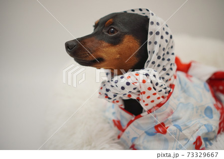 ミニチュアピンシャー 夏浴衣　和装　写真31 73329667