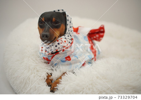 ミニチュアピンシャー 夏浴衣　和装　写真42 73329704