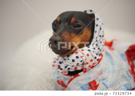 ミニチュアピンシャー 夏浴衣　和装　写真52 73329734