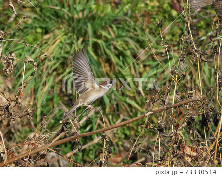 飛び立つスズメを高速シャッターで撮影 73330514