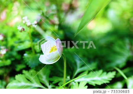 花弁の裏側が薄っすらピンク色 イチリンソウ 一輪草 咲き始めの写真素材