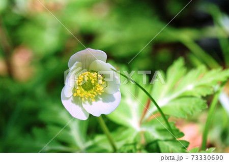 咲き始めのイチリンソウ(一輪草)とハナグモ(花蜘蛛) 咲き始めのイチリンソウ(一輪草)とハナグモ(花蜘蛛) 73330690