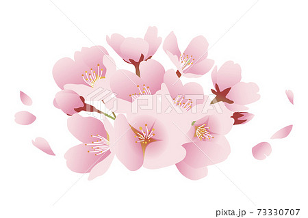 桜の花と花びら 花房 イラスト素材のイラスト素材