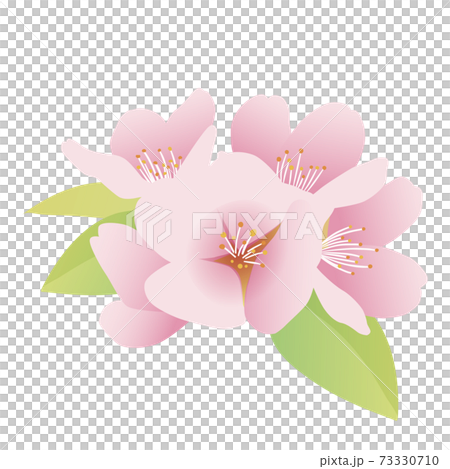 葉桜 桜の花 花房 イラスト素材 葉桜 桜の花 花房 イラスト素材 73330710