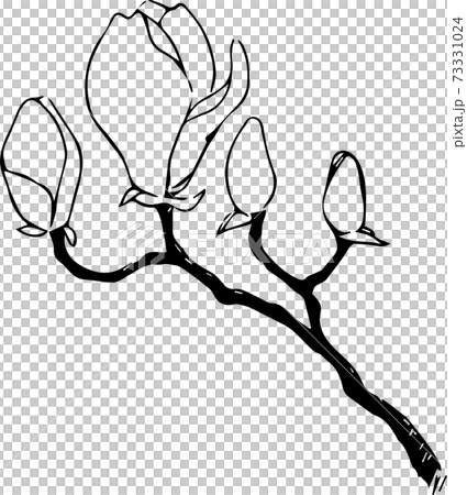 Magnolia Magnolia 73331024