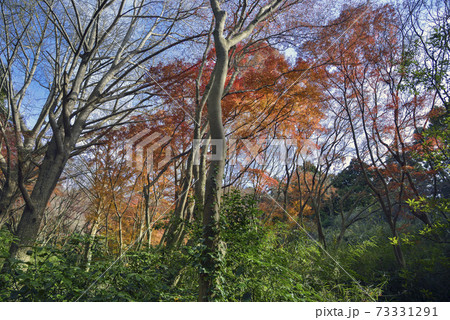 鎌倉天園の紅葉【獅子舞の谷】紅葉 鎌倉天園の紅葉【獅子舞の谷】紅葉 73331291