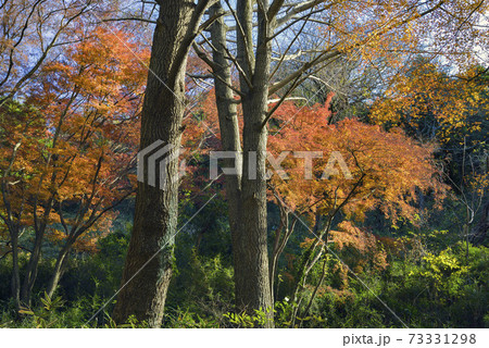 鎌倉天園の紅葉【獅子舞の谷】紅葉 鎌倉天園の紅葉【獅子舞の谷】紅葉 73331298