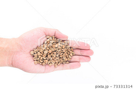 Unroasted coffee seed in hand isolated on white background Unroasted coffee seed in hand isolated on white background 73331314