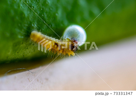 孵化したばかりのアゲハ蝶の幼虫 マクロ撮影 の写真素材