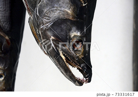 吊るされた鮭	 73331617