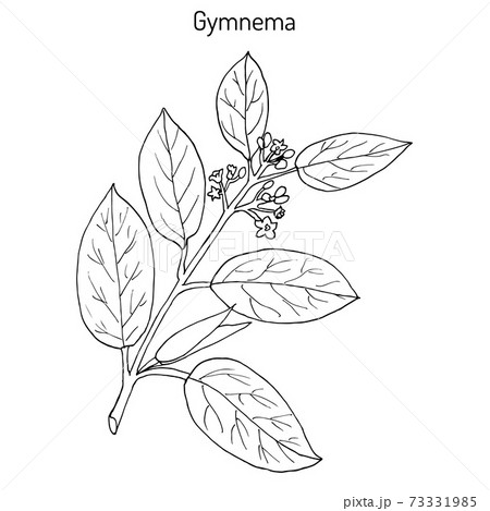 Gymnema sylvestre, or cowplant, gurmari, medicinal plant 73331985