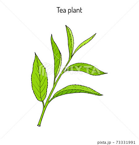 Green tea plant, leaf. Hand drawn sketch vector illustration. Floral branch  organic lineart. Chinese tea, hot drink. Green leaf on white background.::  tasmeemME.com