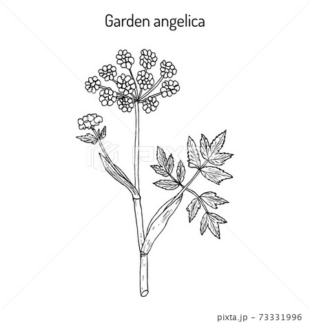 Garden angelica Angelica archangelica , or wild celery Garden angelica Angelica archangelica , or wild celery 73331996