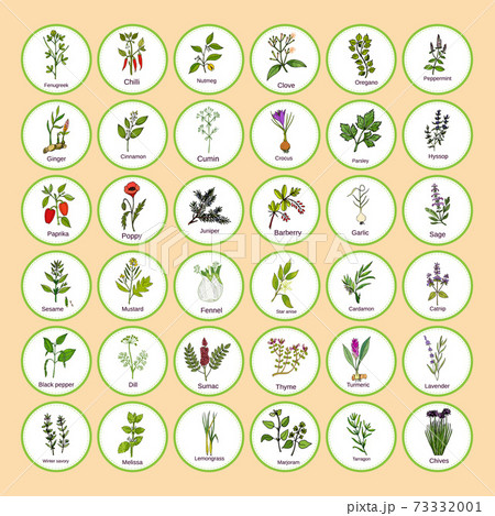 Hand drawn set of culinary herbs and spices 73332001