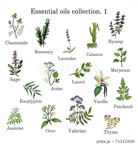 Set of essential oil plants. Hand drawn ector illustration Set of essential oil plants. Hand drawn ector illustration 73332006