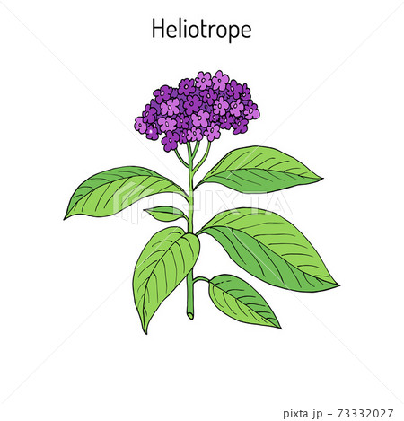 Garden heliotrope Heliotropium peruvianum ,...のイラスト素材 ...