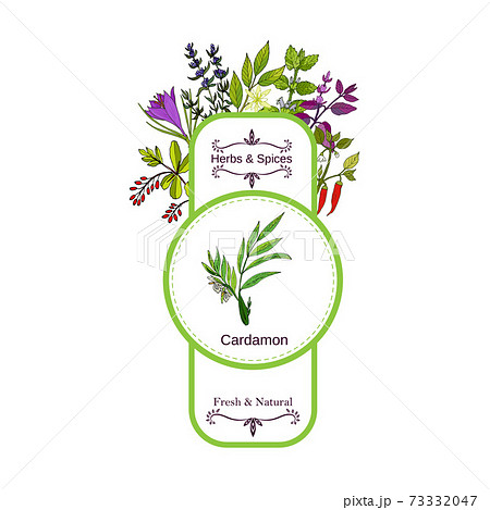 Vintage herbs and spices label collection. Cardamon 73332047