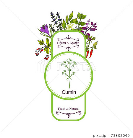 Vintage herbs and spices label collection. Cumin 73332049