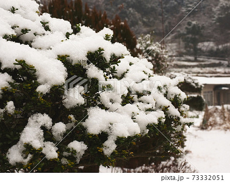 雪を被ったマメツゲの木 雪を被ったマメツゲの木 73332051