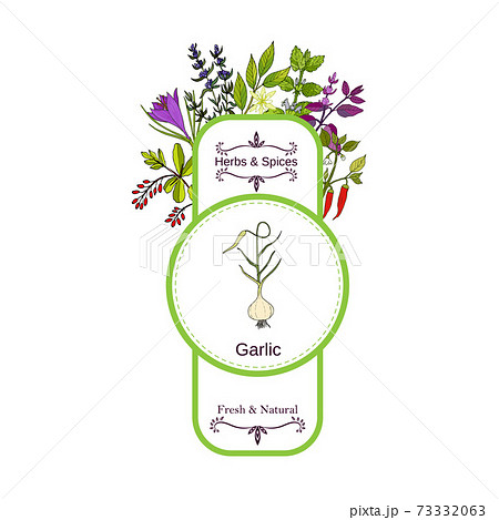 Vintage herbs and spices label collection. Garlic Vintage herbs and spices label collection. Garlic 73332063