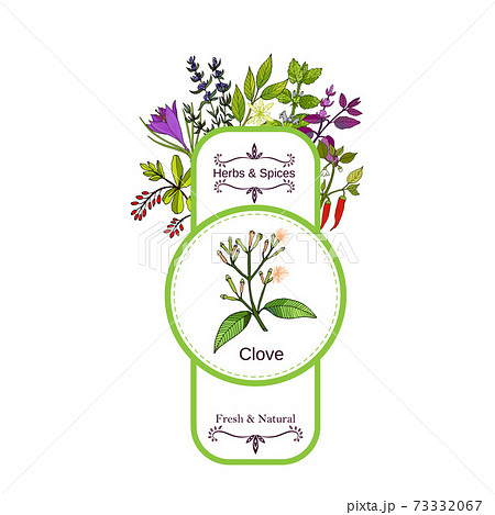 Vintage herbs and spices label collection. Clove 73332067