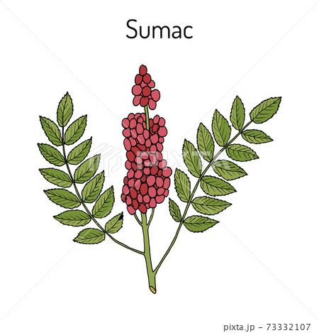 Sicilian sumac Rhus glabra branch with leaves and berries 73332107