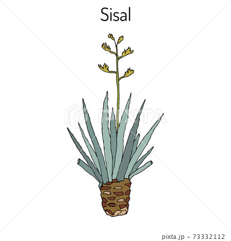 Sisal Agave sisalana , fiber plant 73332112
