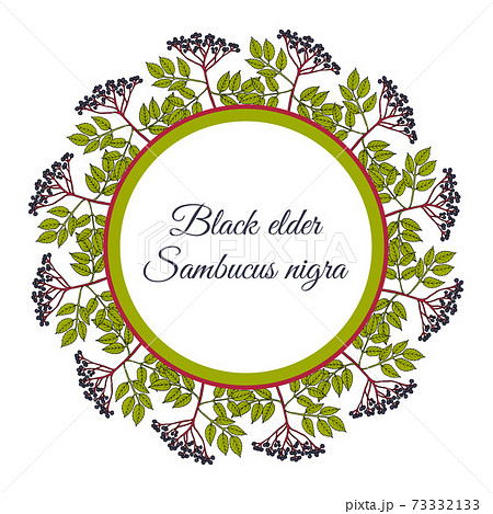 Wreath of european black elderberry 73332133