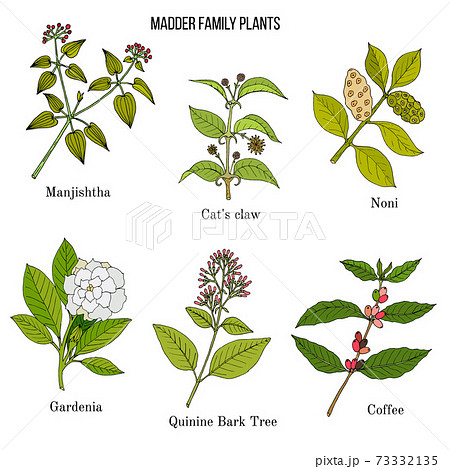 Rubiaceae or coffee, madder, or bedstraw family of flowering plants. 73332135