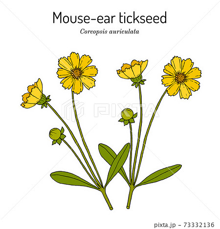 Mouse-ear tickseed Coreopsis auriculata , perennial plant, Mouse-ear tickseed Coreopsis auriculata , perennial plant, 73332136