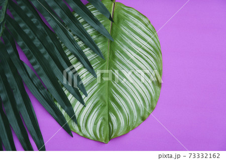 植物 葉 植物 葉 73332162