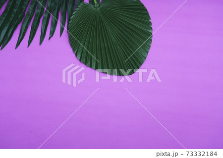 植物 葉 植物 葉 73332184