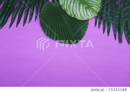 植物 葉 植物 葉 73332188