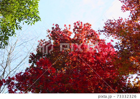 鮮やかカエデ紅葉 73332326