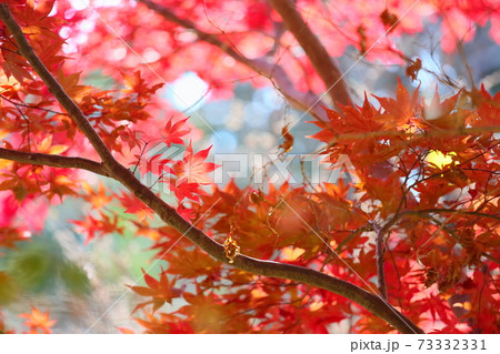 鮮やかカエデ紅葉 73332331