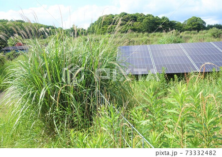 雑草に覆われ発電に悪影響が出ている太陽光発電所 雑草に覆われ発電に悪影響が出ている太陽光発電所 73332482