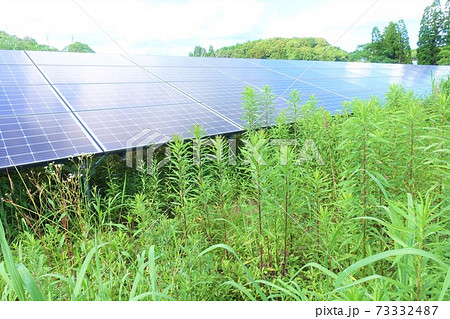 雑草に覆われ発電に悪影響が出ている太陽光発電所 雑草に覆われ発電に悪影響が出ている太陽光発電所 73332487