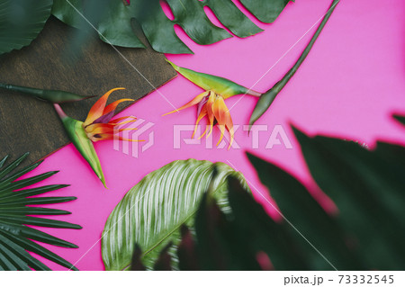 植物 葉 植物 葉 73332545