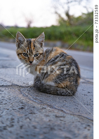公園に住み着いた猫。 73332589