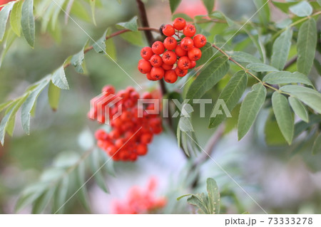 ashberry bright berries 73333278