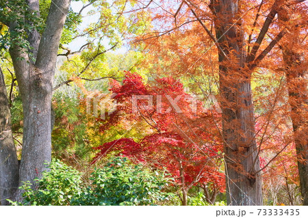 鮮やかカエデ紅葉 鮮やかカエデ紅葉 73333435