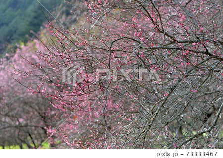花 フラワー お花 73333467